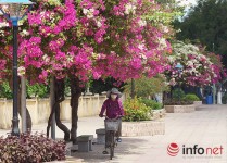 1446521545-infonet_thanh_pho_hoa_giay_005